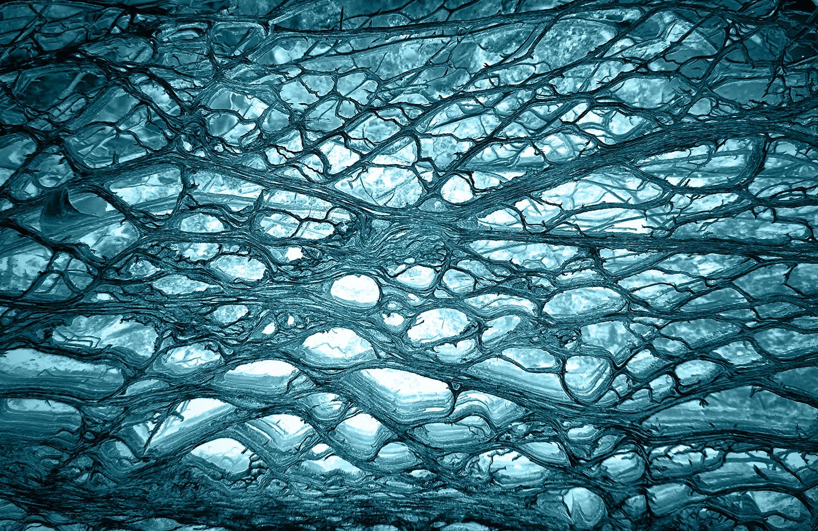 What is Tissue Engineering?